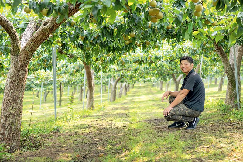 梨野 旬の味覚をお届け みずみずしい「めぐみ野」なし - みやぎ生協 SCOOOP