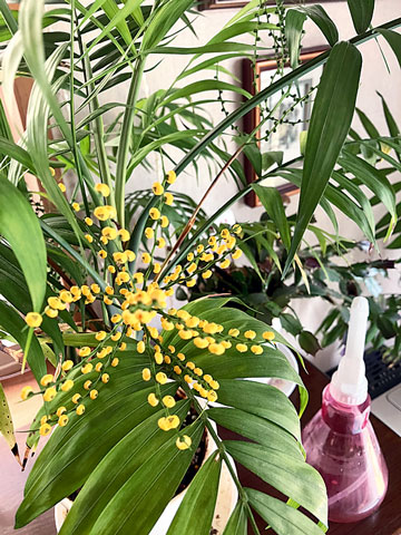 福島県郡山市 ふくろうさん