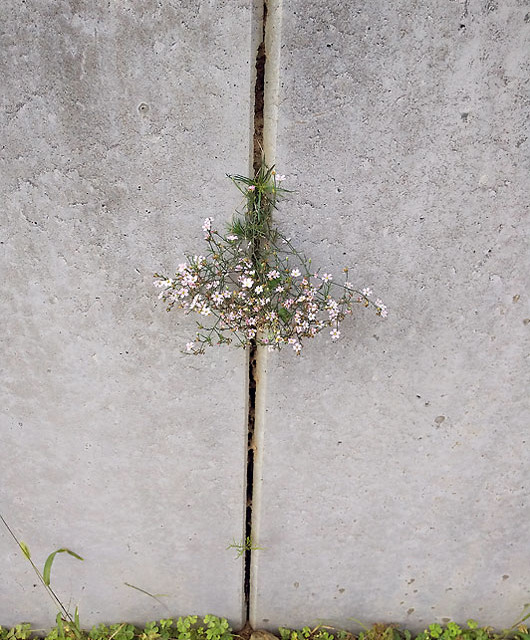 福島県田村市 よりともさん